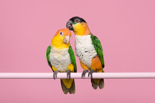 Two caique parrots caring for each other on a pink background