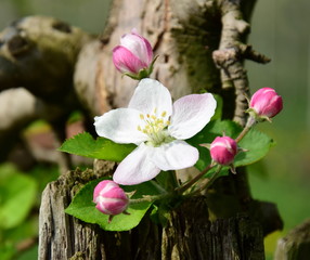 Obraz premium Apfelbaumblüten - Apfelbaum in voller Blüte in Südtirol
