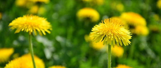 Blühender gelber Löwenzahn auf einer Wildblumenwiese - Hintergrund - Website