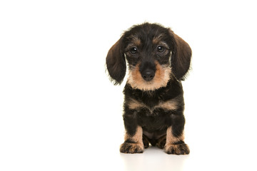 Sitting miniture dachshund puppy looking at the camera isolated on a white background seen from the front