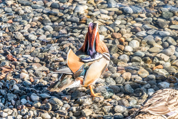Mandarin Duck in Varese Lake
