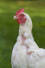 Close up of the head of an old white chicken against green background of grass