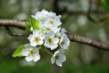 Birnenblüten - Birnbaumblüte in Südtirol