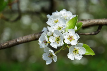 Fototapeta premium Birnenblüten - Birnenblüte der Birnenbäume im Frühling
