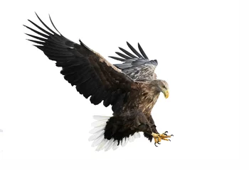 Poster Adult White-tailed eagle in flight. Isolated on White background. Scientific name: Haliaeetus albicilla, also known as the ern, erne, gray eagle, Eurasian sea eagle and white-tailed sea-eagle. © Uryadnikov Sergey