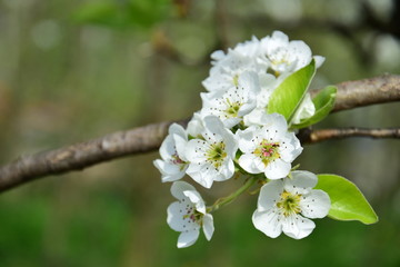 Fototapeta premium Birnenblüten - Birnbaumblüte in Südtirol