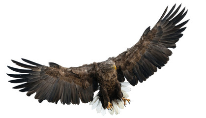 Adult White-tailed eagle in flight. Isolated on White background. Scientific name: Haliaeetus...