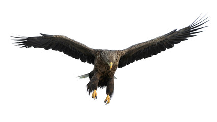 Adult White-tailed eagle in flight. Isolated on White background. Scientific name: Haliaeetus albicilla, also known as the ern, erne, gray eagle, Eurasian sea eagle and white-tailed sea-eagle. © Uryadnikov Sergey
