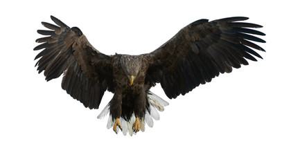 Adult White-tailed eagle in flight. Isolated on White background. Scientific name: Haliaeetus albicilla, also known as the ern, erne, gray eagle, Eurasian sea eagle and white-tailed sea-eagle.