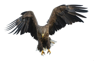 Adult White-tailed eagle in flight. Isolated on White background. Scientific name: Haliaeetus albicilla, also known as the ern, erne, gray eagle, Eurasian sea eagle and white-tailed sea-eagle.