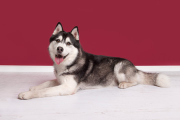 Siberian husky looking at the camera lying on the floor on a burgundy red living room setting seen from the side