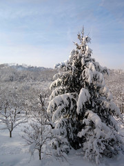 Frozen trees in winter