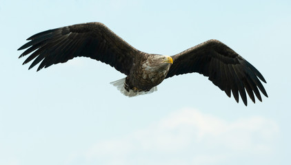 Adult White-tailed eagle in flight. Sky background. Scientific name: Haliaeetus albicilla, also known as the ern, erne, gray eagle, Eurasian sea eagle and white-tailed sea-eagle.
