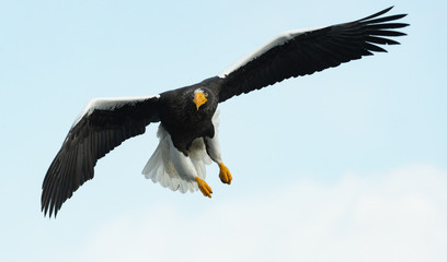 Adult Steller's sea eagle in flight.  Scientific name: Haliaeetus pelagicus. Blue sky background.