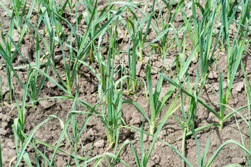 Leek plantation on a bright Sunny day. Background