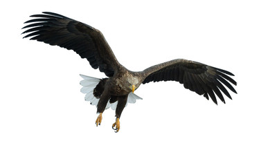 Adult White-tailed eagle in flight. Front view. Isolated on White background. Scientific name: Haliaeetus albicilla, also known as ern, erne, gray eagle, Eurasian sea eagle and white-tailed sea-eagle