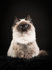 Ragdoll cat with blue eyes sitting on a black background looking at the camera