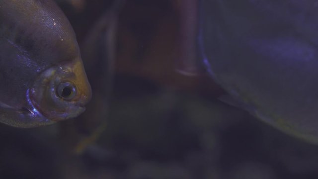 Black Pacu floats in an aquarium. Close up of a fish swimming. Tour of the fish tank. Pisces swim in the aquarium. A pond with a closeup of marine fish with blue backlight. Exotic ocean dwellers.