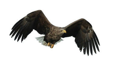 Adult White-tailed eagle in flight. Front view. Isolated on White background. Scientific name: Haliaeetus albicilla, also known as ern, erne, gray eagle, Eurasian sea eagle and white-tailed sea-eagle