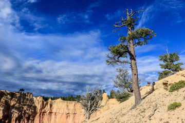Fototapeta na wymiar Panoramic View to the Nature of the Bryce Canyon National Park, USA