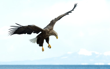 White-tailed eagle in flight. Sky? ocean and snow-covered mountain  background. Scientific name: Haliaeetus albicilla, Ern, erne, gray eagle, Eurasian sea eagle and white-tailed sea-eagle.
