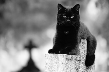 Gato guardián en el cementerio