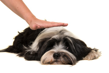 Tibetan terrier lying down on the floor being commanded by a hand to stay down isolated on a white background