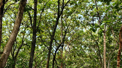 Teak forest in the photo from below, with selective focus, blurry, and out of focus