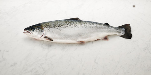 Whole salmon on marble surface