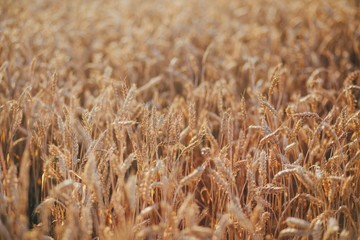 Golden grain fields