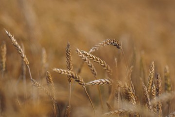 Golden grain fields