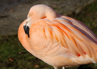 Fototapeta na wymiar Closeup of pink flamingo