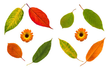 Obraz premium Pattern of autumn leafs and flowers on white background. High detail. Can be used for wallpaper, pattern, art print, fabric etc.