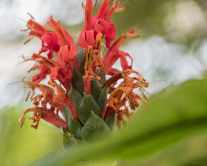 Flower detail. Selective focus on flower petals