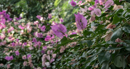 Flower detail. Selective focus on flower petals