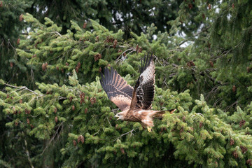 Fototapeta premium Rotmilan