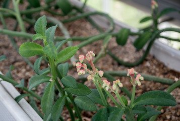 Flower detail. Selective focus on flower petals