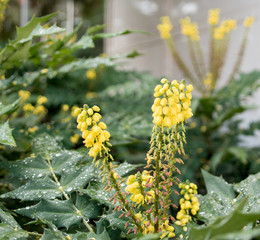 Flower detail. Selective focus on flower petals