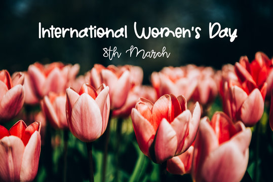 International womens day, 8 March, phrase. Flowerbeds of blossoming tulips during spring. One of the world's largest flower gardens in Lisse, the Netherlands.