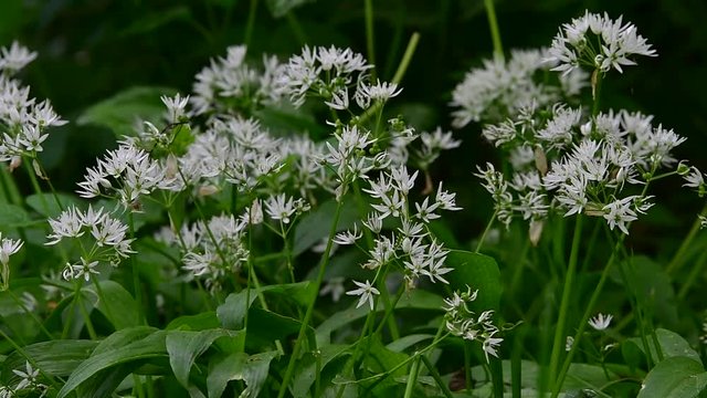 Wild garlic (Allium ursinum) in flower in spring