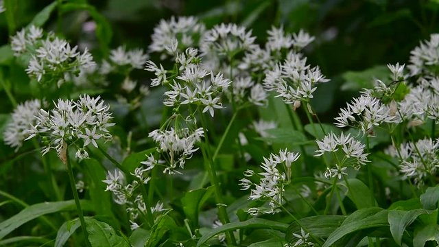 Wild garlic (Allium ursinum) in flower in spring