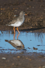 Redshank on low tide. His Latin name is Tringa totanus.