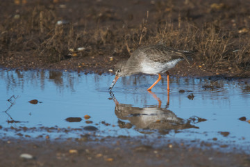 Redshank on low tide. His Latin name is Tringa totanus.