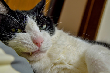 Obraz premium 猫