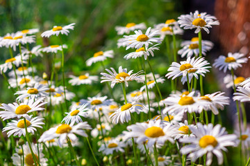 Fototapeta premium Summer landscape with field of camomiles at sunny day. Camomile daisy flowers, wild flowers for the cover, banner, post card. Homeopathic plant, medicine herb.