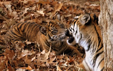 tiger in zoo