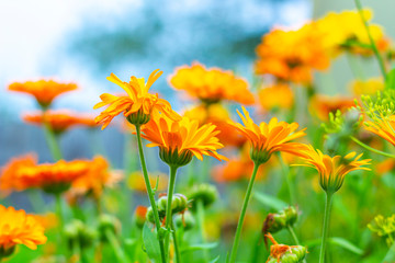 Garden orange  flowers - calendula (marigold).Summer landscape with blooming  flowers. Homeopathic plant,  medicine herb. Blurred background - obrazy, fototapety, plakaty