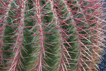 Flowers and plants from Spanish island Lanzarote