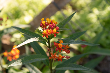 Palicourea marcgravii flowers