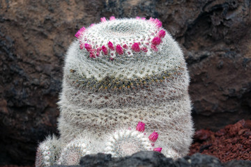 Flowers and plants from Spanish island Lanzarote